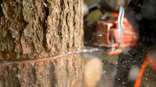 Man sawing tree in forest